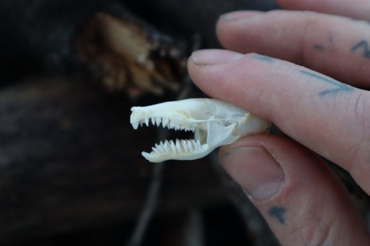 Eastern Mole Skull