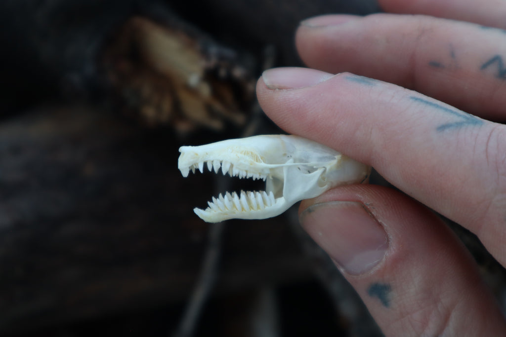 Eastern Mole Skull
