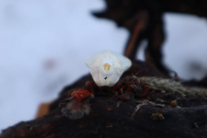 Eastern Mole Skull