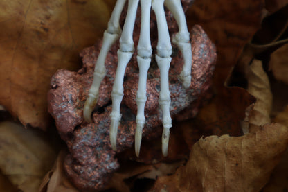 Opossum Paw Articulation with Native Copper Base