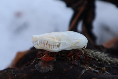 Eastern Mole Skull