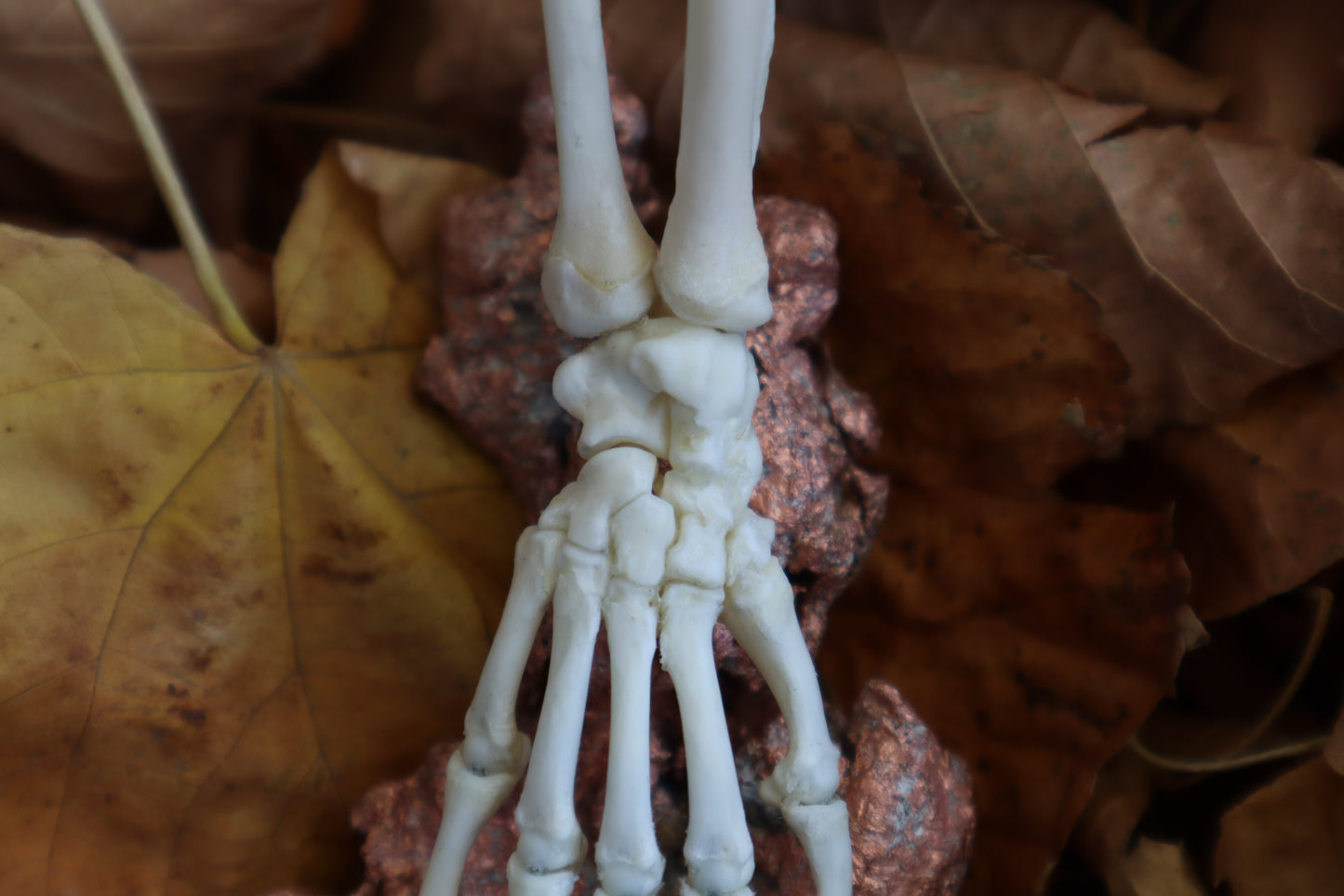 Opossum Paw Articulation with Native Copper Base