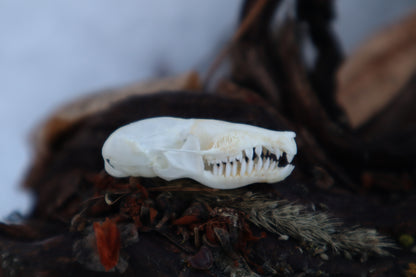 Eastern Mole Skull