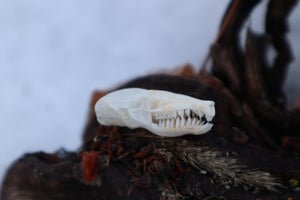 Eastern Mole Skull