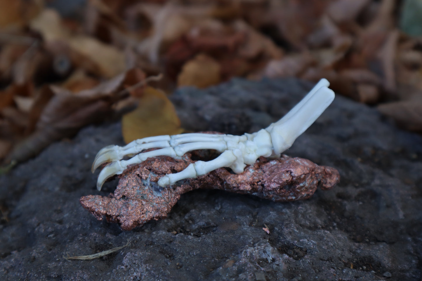 Opossum Paw Articulation with Native Copper Base