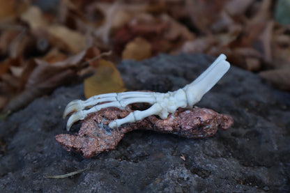 Opossum Paw Articulation with Native Copper Base