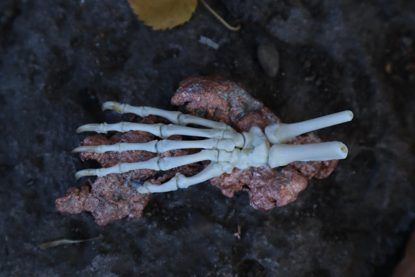 Opossum Paw Articulation with Native Copper Base