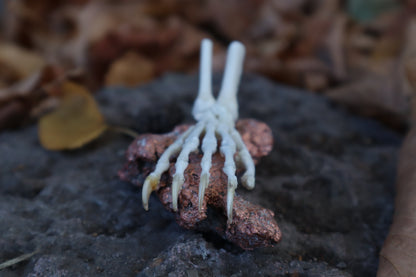 Opossum Paw Articulation with Native Copper Base