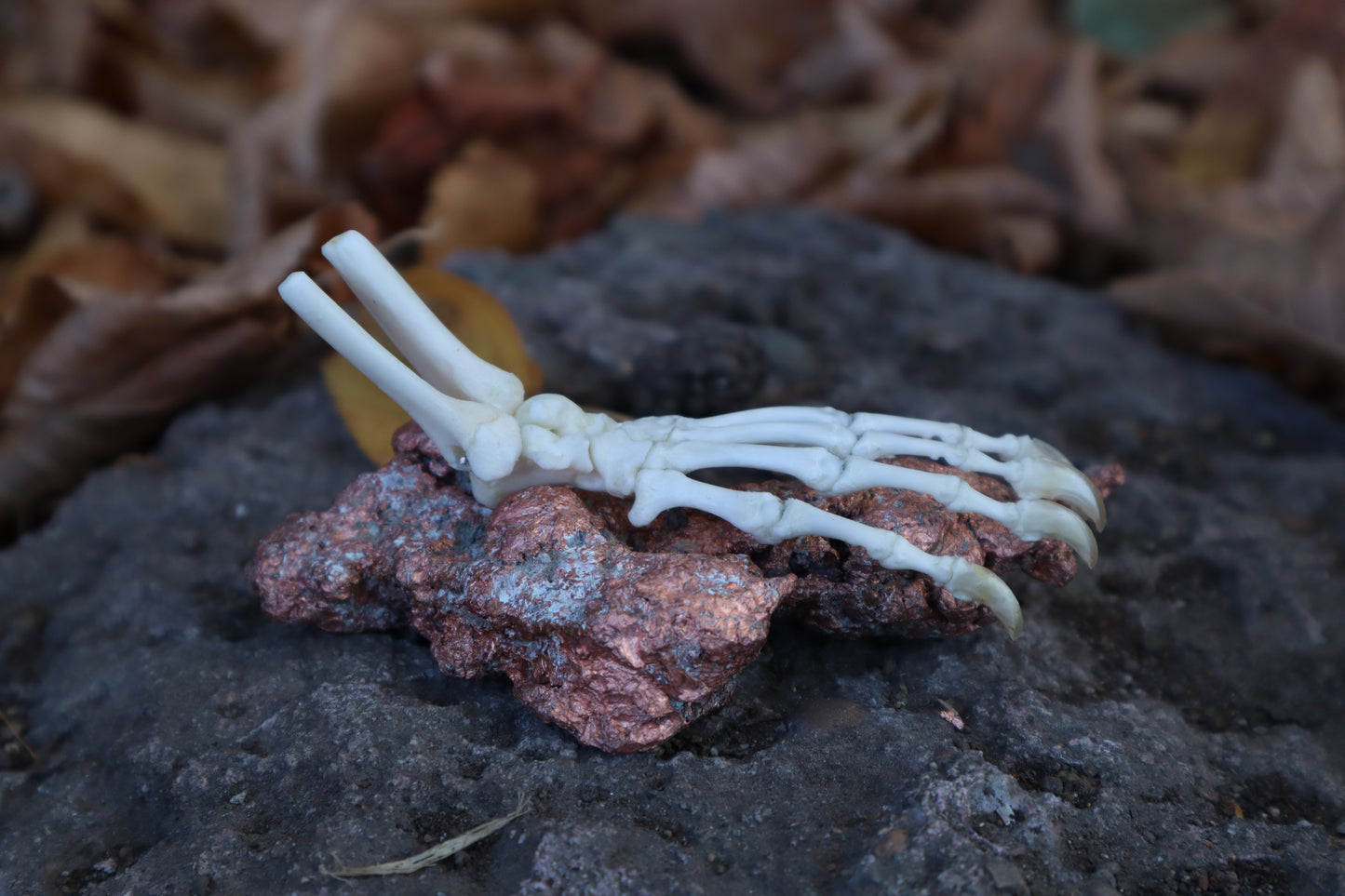 Opossum Paw Articulation with Native Copper Base