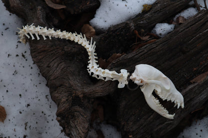Red Fox Spinal Column Articulation