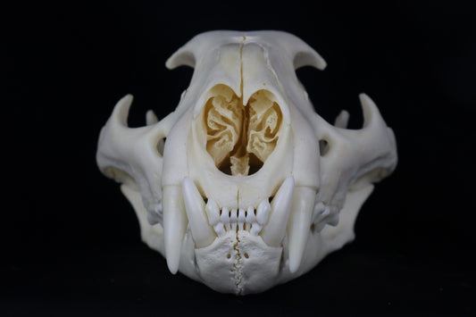 Mountain Lion Skull
