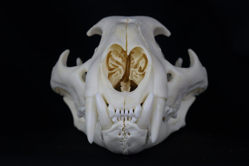 Mountain Lion Skull