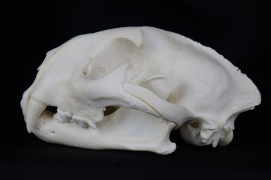 Mountain Lion Skull