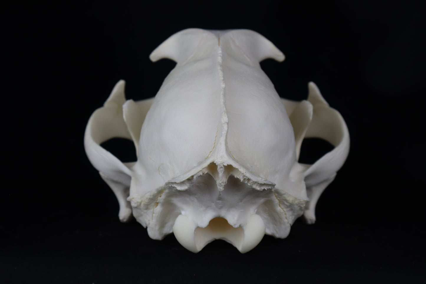 Mountain Lion Skull