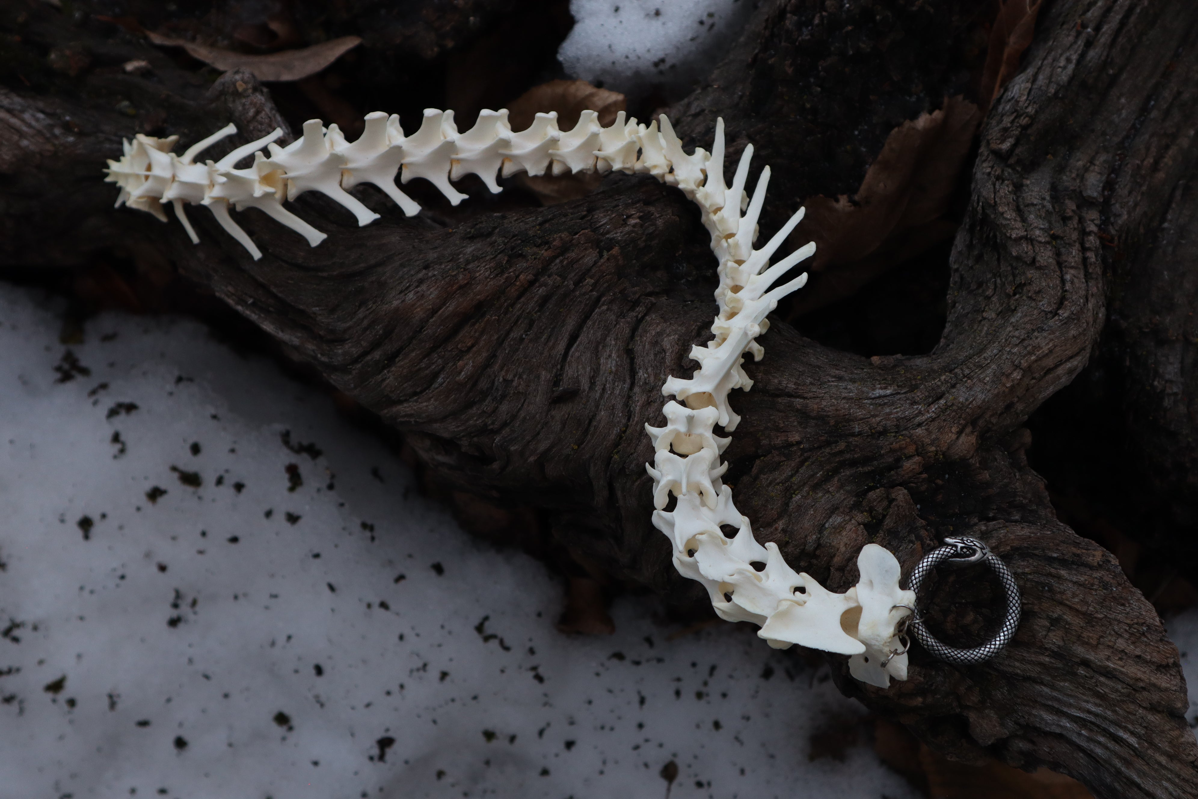 Red Fox Spinal Column Articulation – Freyja's Forest