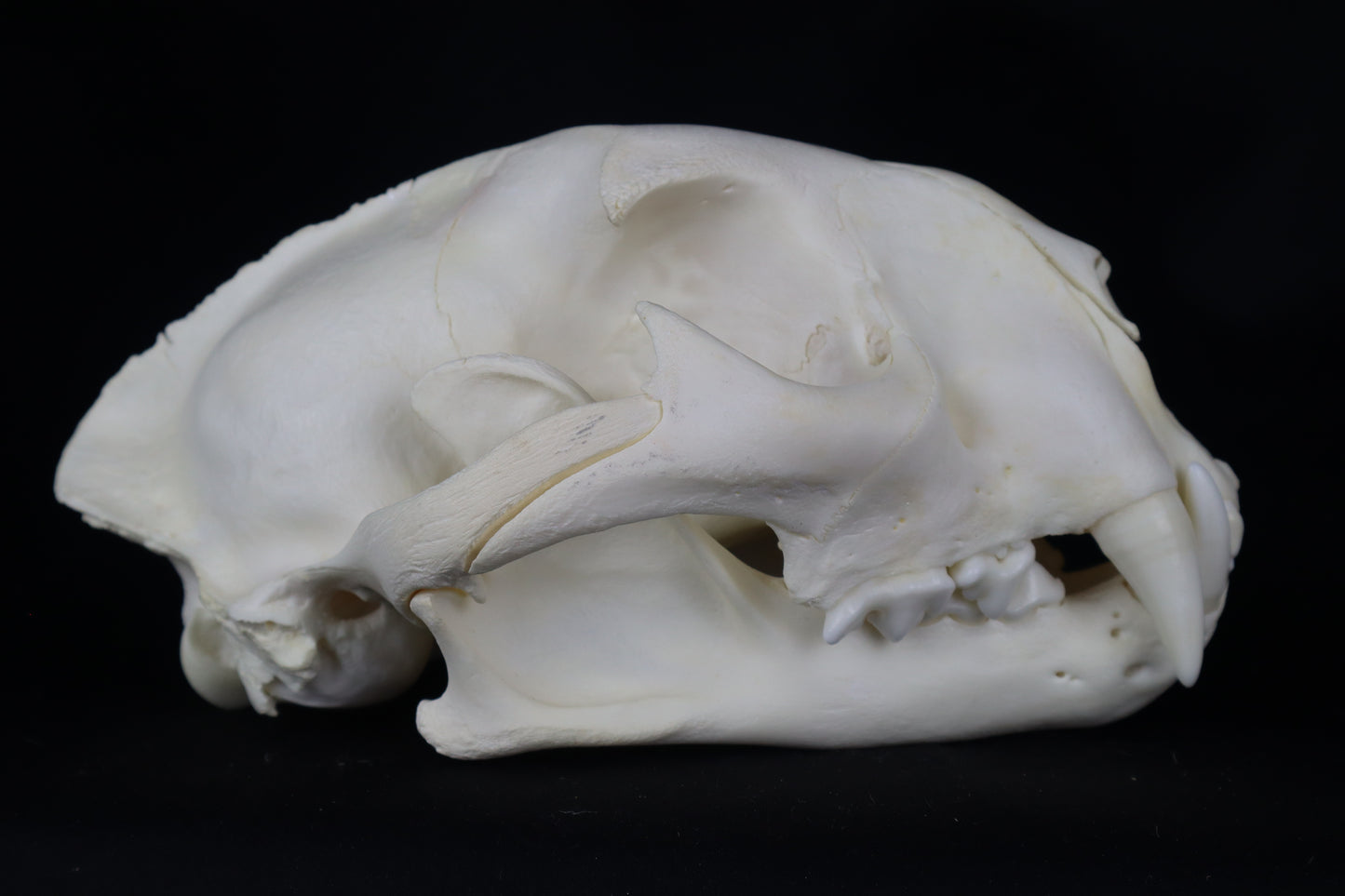 Mountain Lion Skull