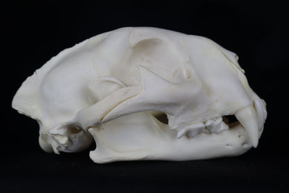 Mountain Lion Skull