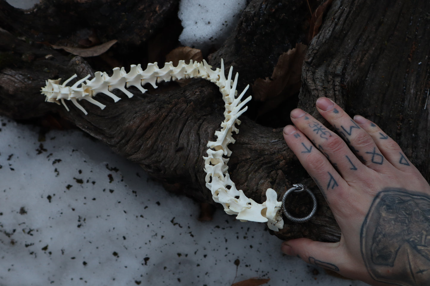 Red Fox Spinal Column Articulation