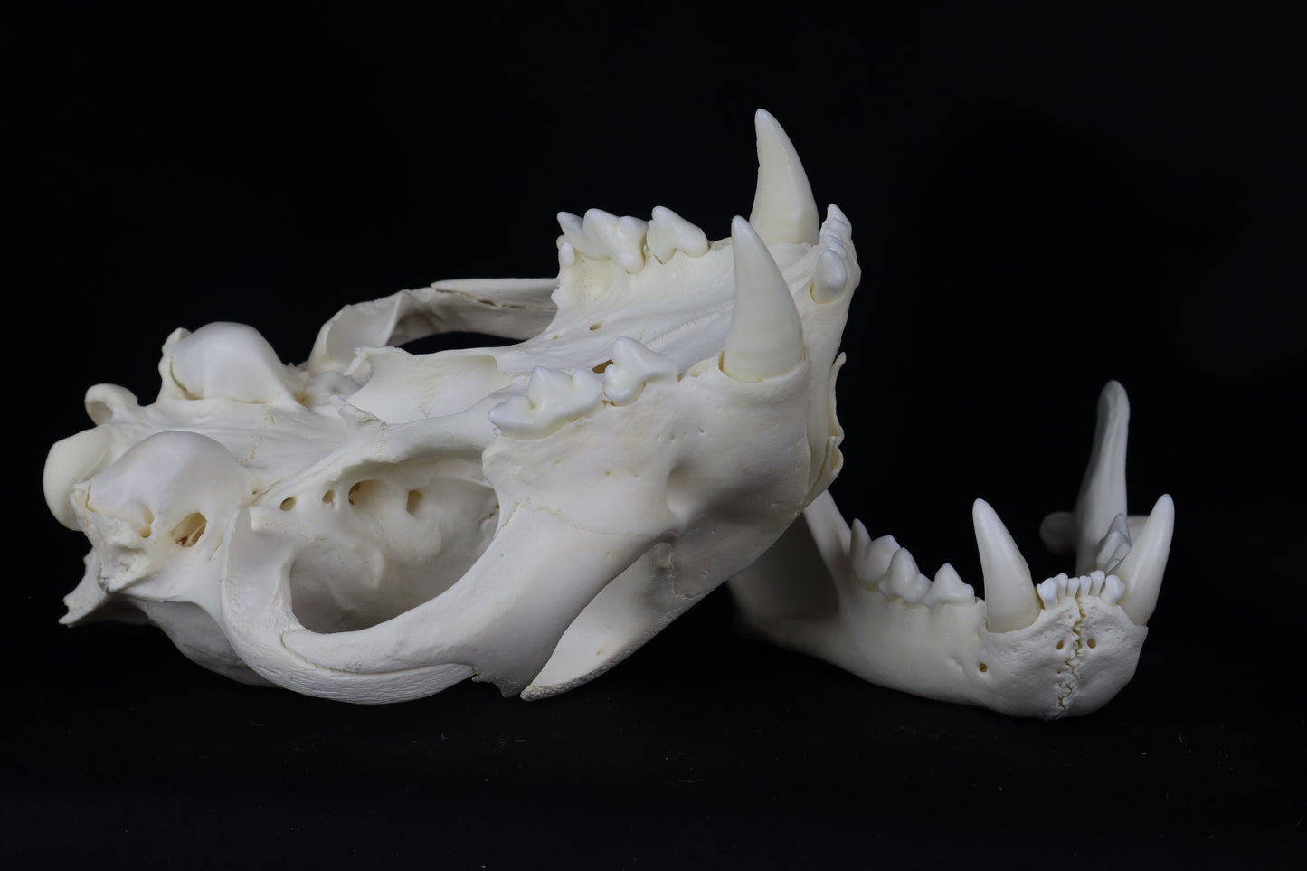 Mountain Lion Skull