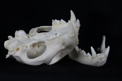 Mountain Lion Skull