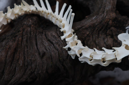 Red Fox Spinal Column Articulation