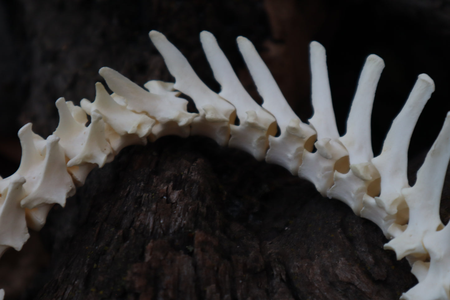 Red Fox Spinal Column Articulation