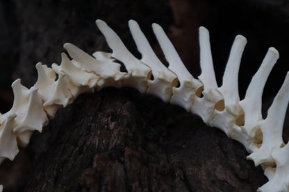 Red Fox Spinal Column Articulation