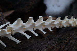 Red Fox Spinal Column Articulation