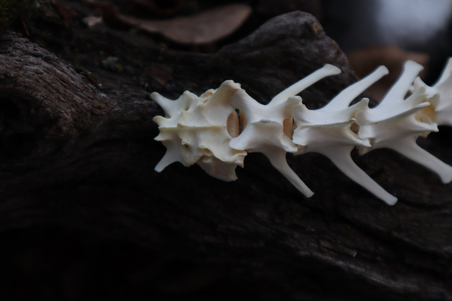 Red Fox Spinal Column Articulation
