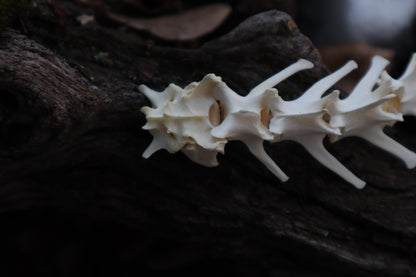 Red Fox Spinal Column Articulation