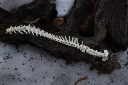 Red Fox Spinal Column Articulation