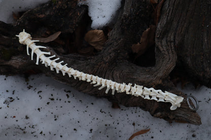 Red Fox Spinal Column Articulation