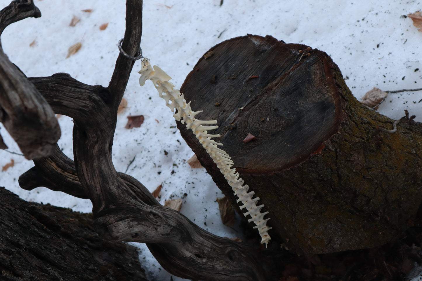 Red Fox Spinal Column Articulation