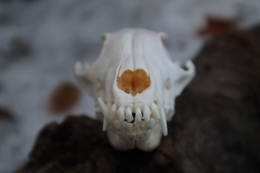 Craft Red Fox Skull