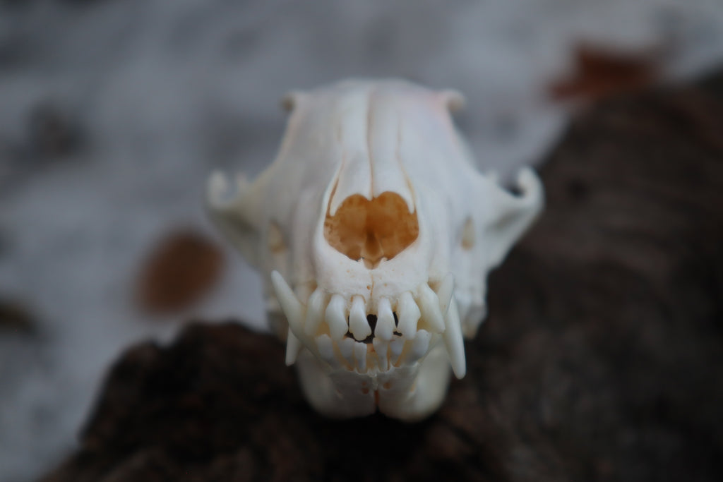 Craft Red Fox Skull