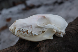 Craft Red Fox Skull