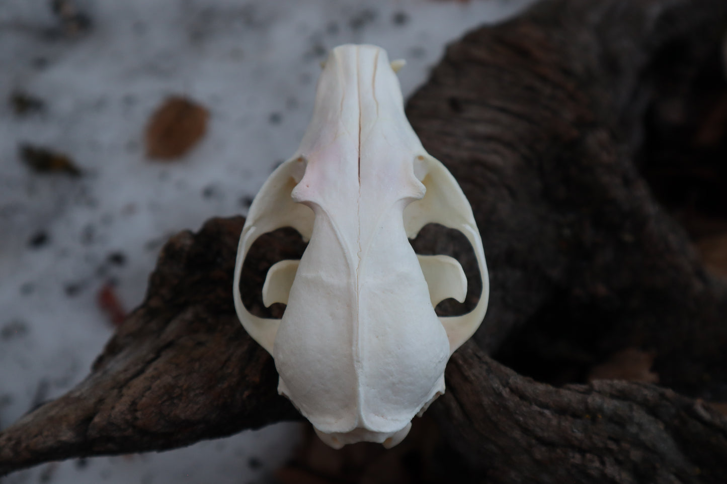 Craft Red Fox Skull