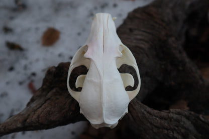 Craft Red Fox Skull