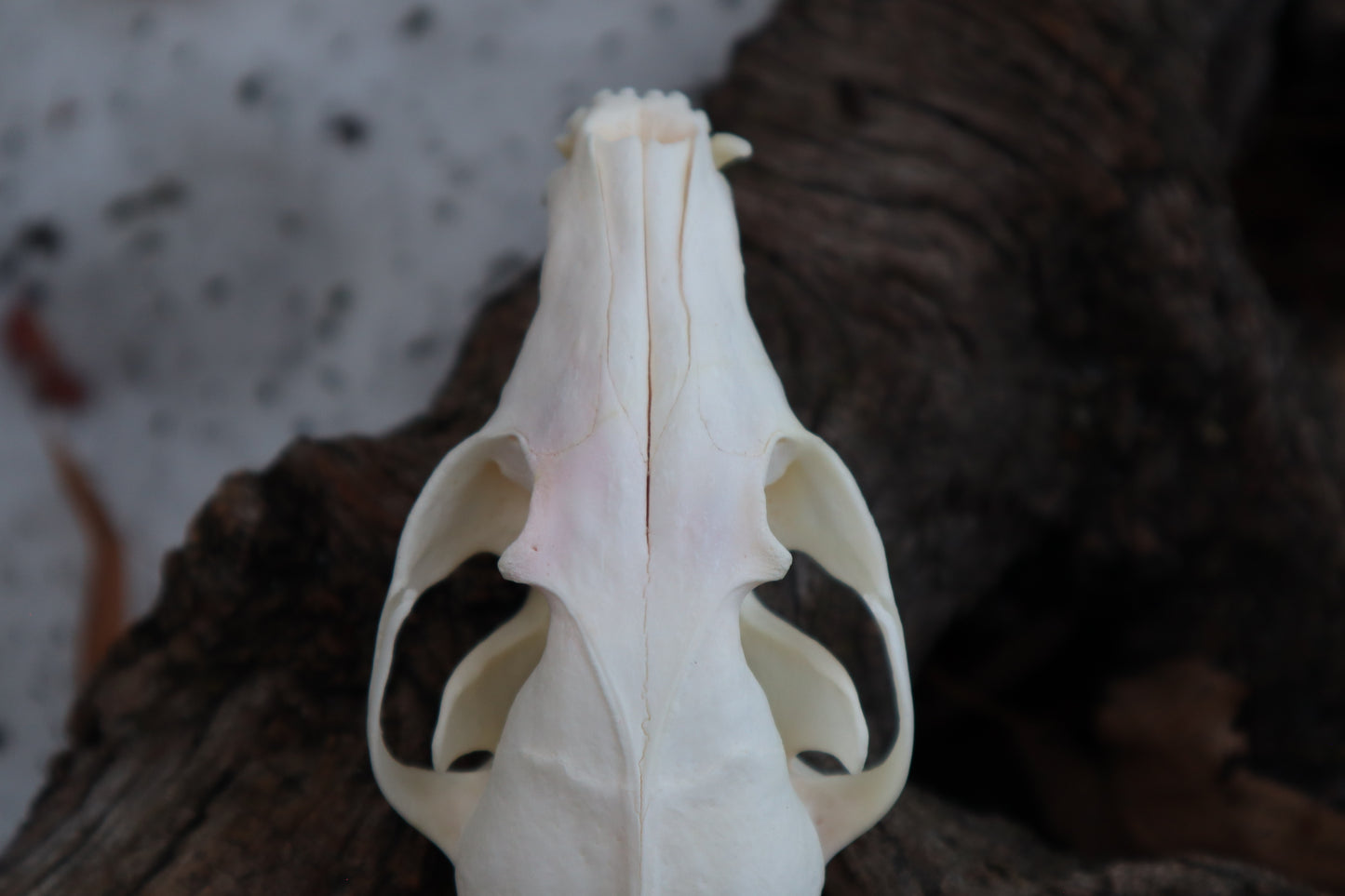 Craft Red Fox Skull