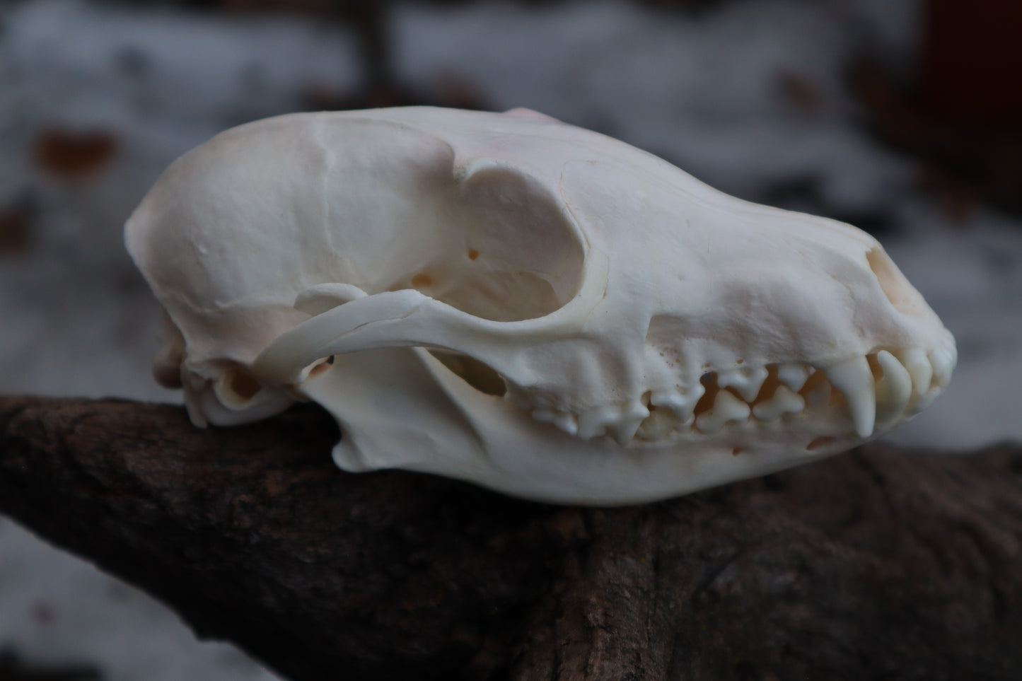 Craft Red Fox Skull