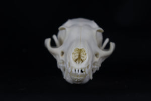 Craft Geriatric Gray Fox Skull