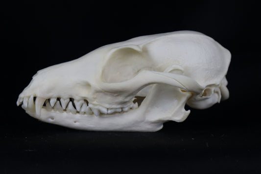 Craft Geriatric Gray Fox Skull