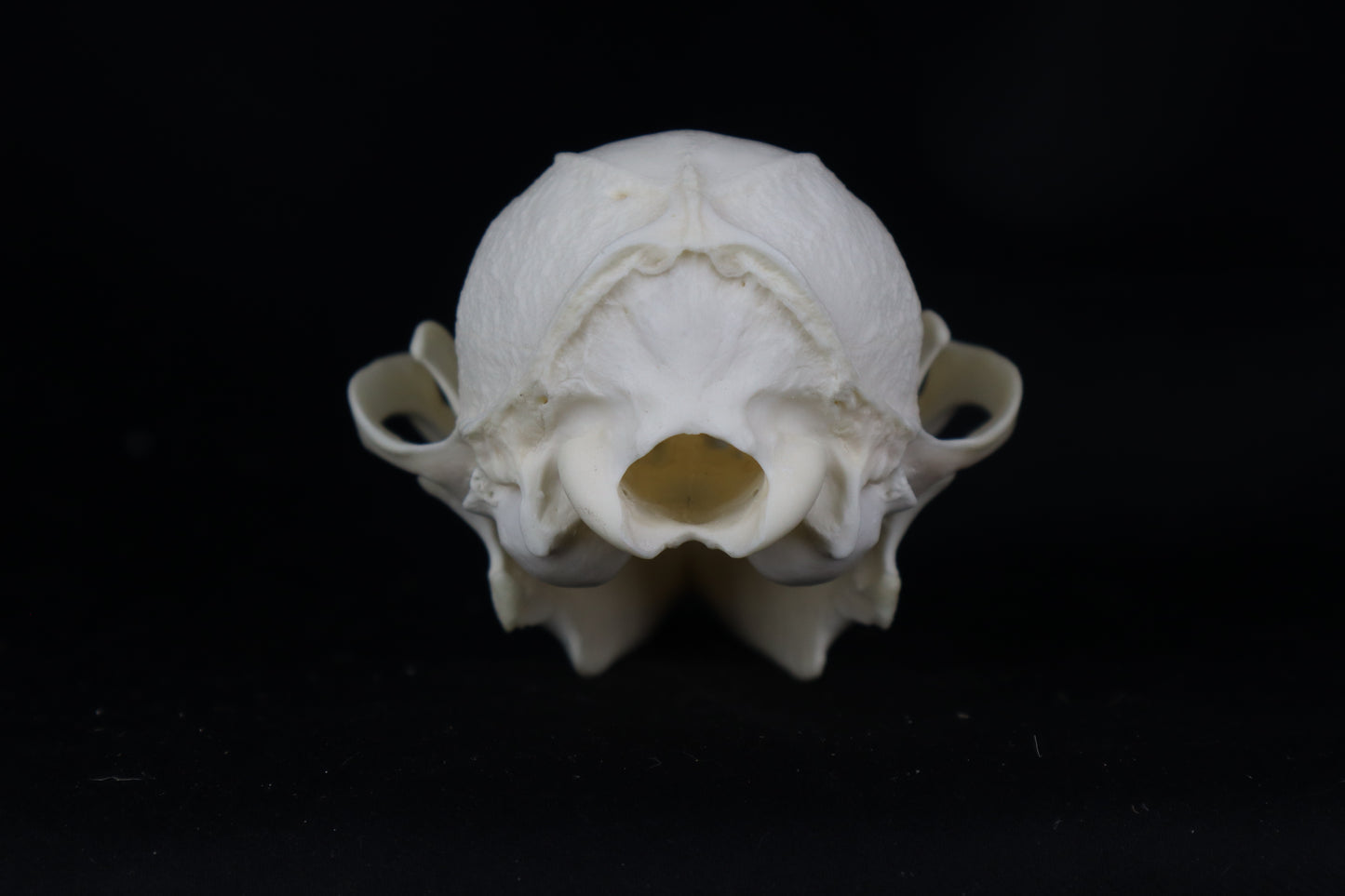 Craft Geriatric Gray Fox Skull