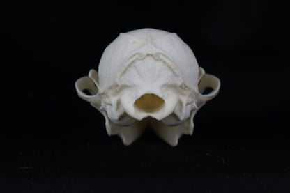 Craft Geriatric Gray Fox Skull