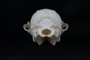 Craft Geriatric Gray Fox Skull