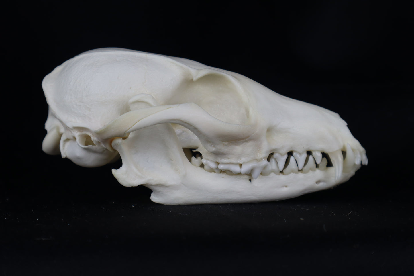 Craft Geriatric Gray Fox Skull