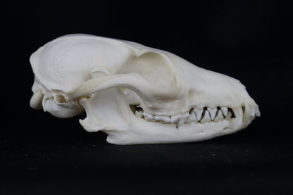 Craft Geriatric Gray Fox Skull