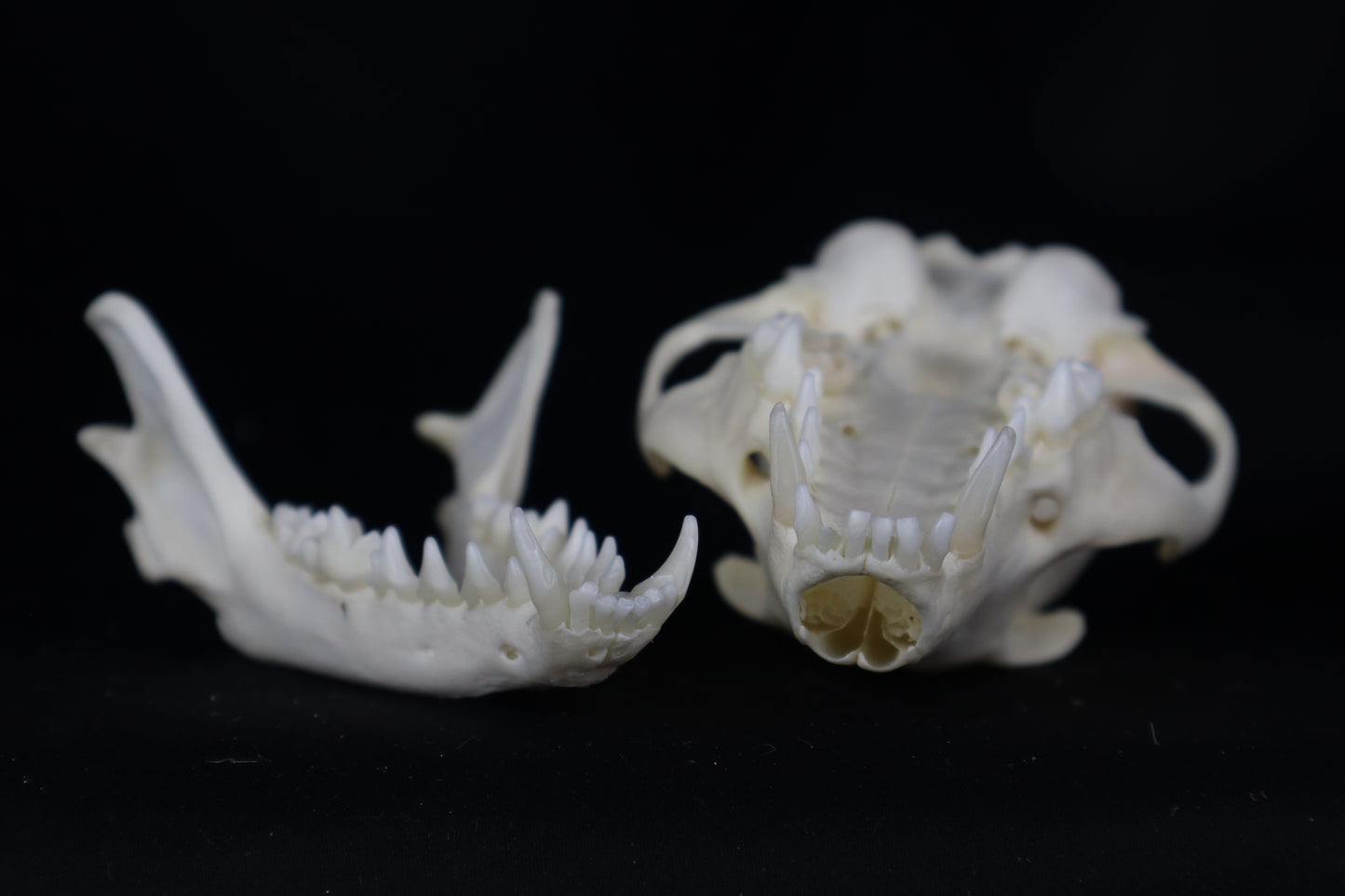 Craft Geriatric Gray Fox Skull