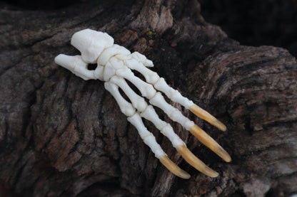 Porcupine Paw Articulation