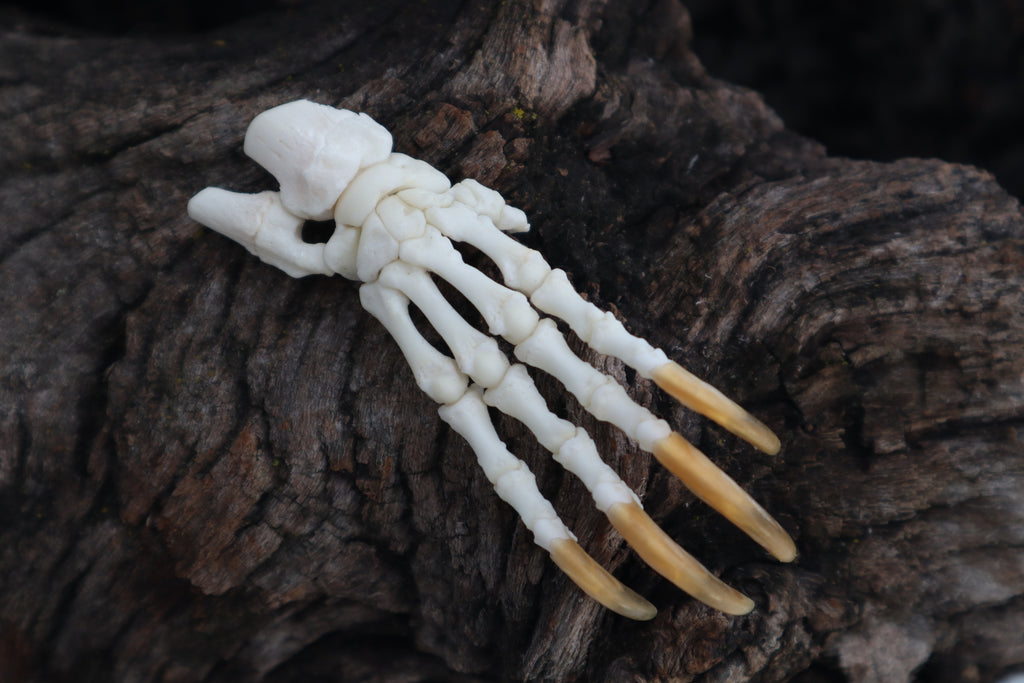 Porcupine Paw Articulation